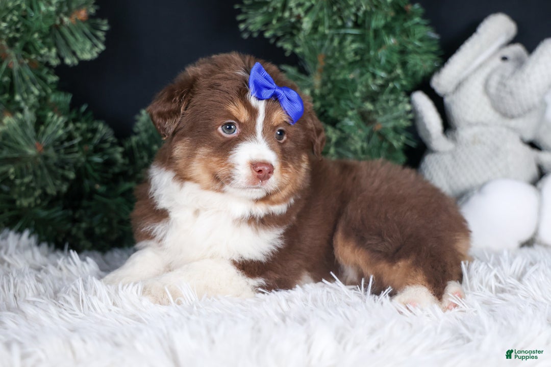 Miniature Australian Shepherd dogs for sale: SPIKE - Ad 6