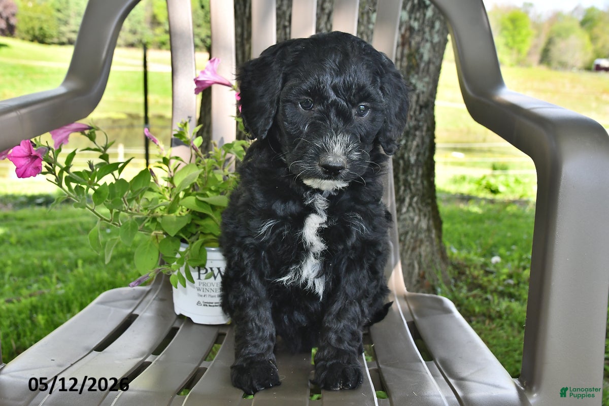 Goldendoodle dogs Millie - Ad 2