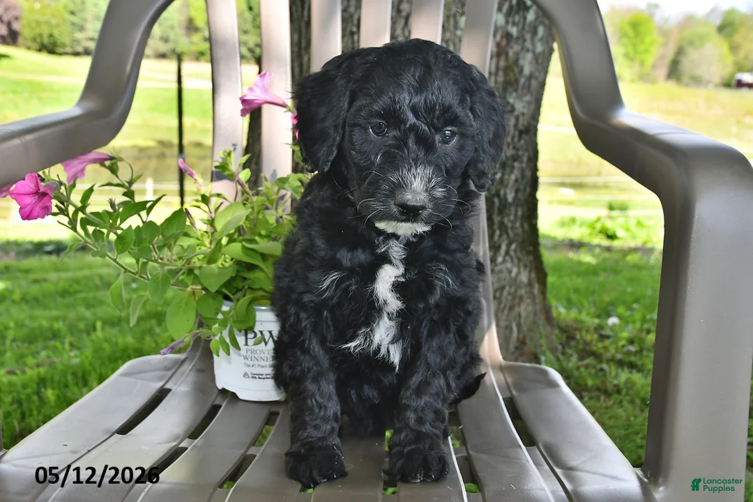 Goldendoodle dogs for sale: Millie - Ad 2