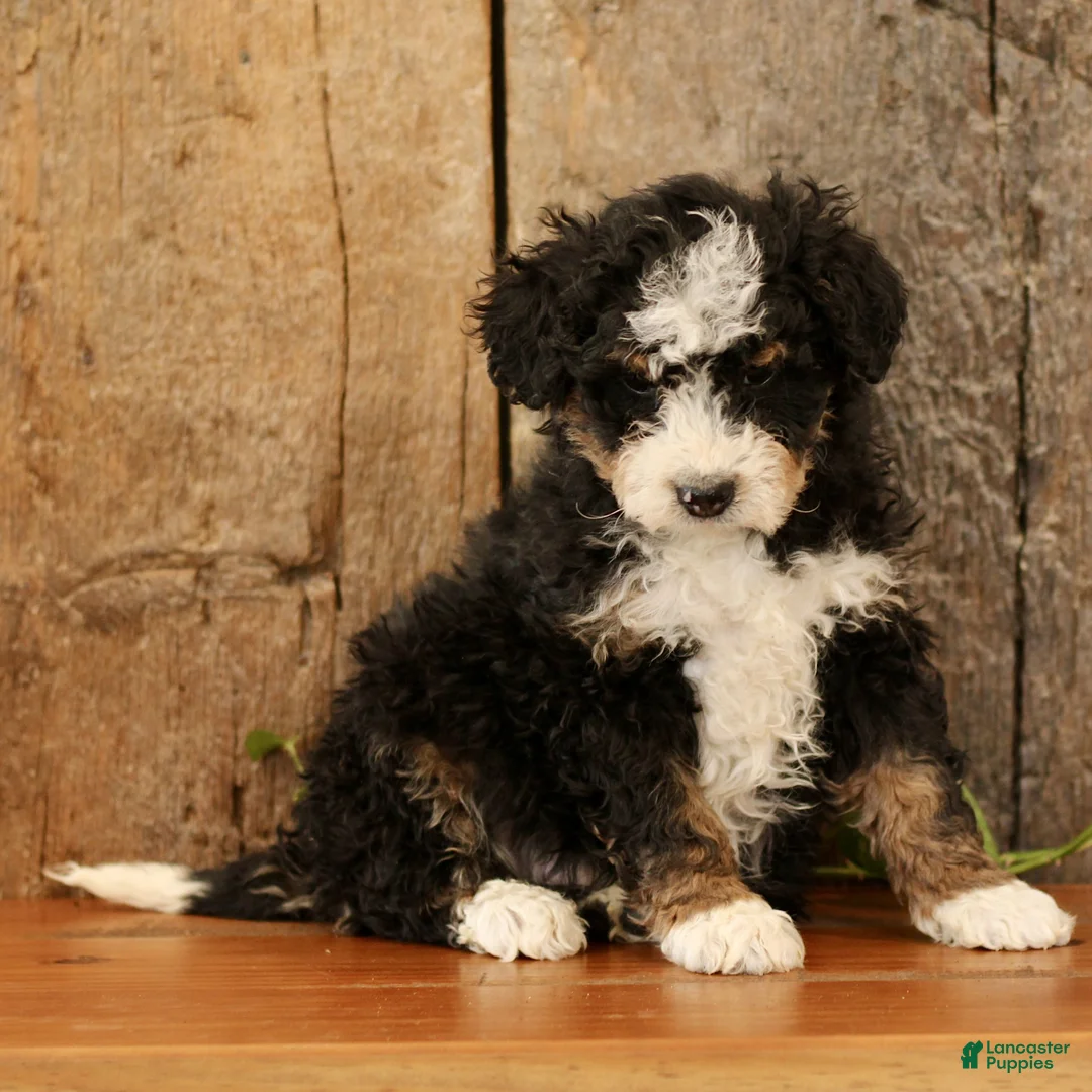 Mini Bernedoodle dogs for sale: King  - Ad 1