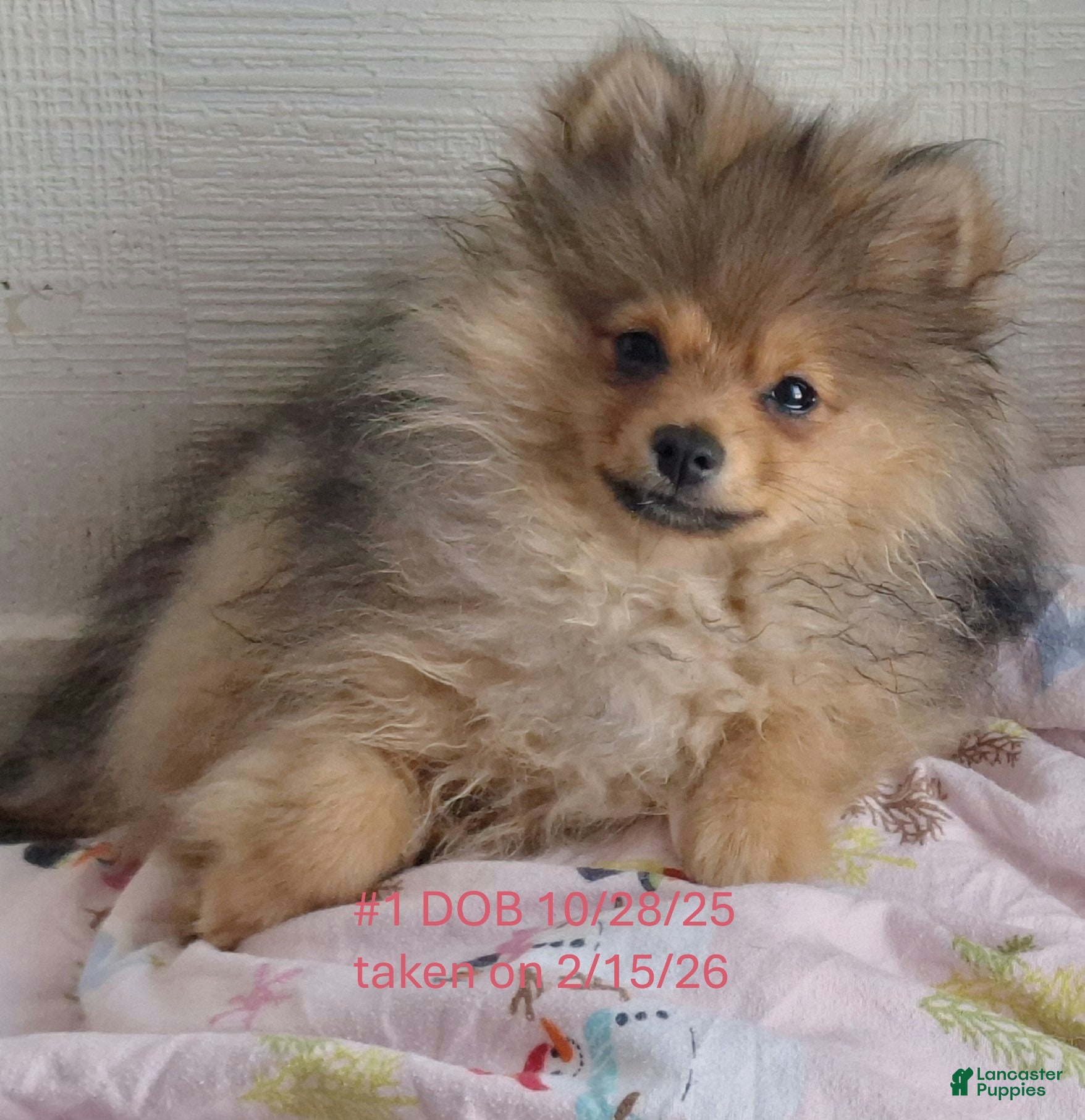 Pomeranian dogs Pomeranian Puppy 1 - Ad 1