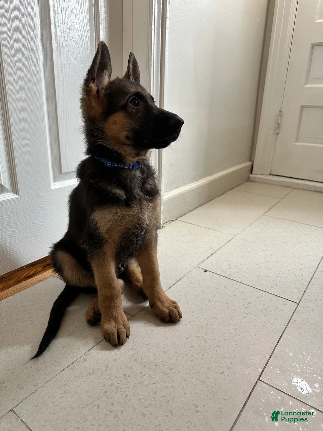 German Shepherd dogs for sale: German Shepherd Puppy 3 - Ad 2