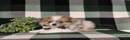 Pomeranian dogs for sale: Miles - Ad 3