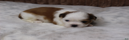 Shih Tzu dogs for sale: Bruno - Ad 4