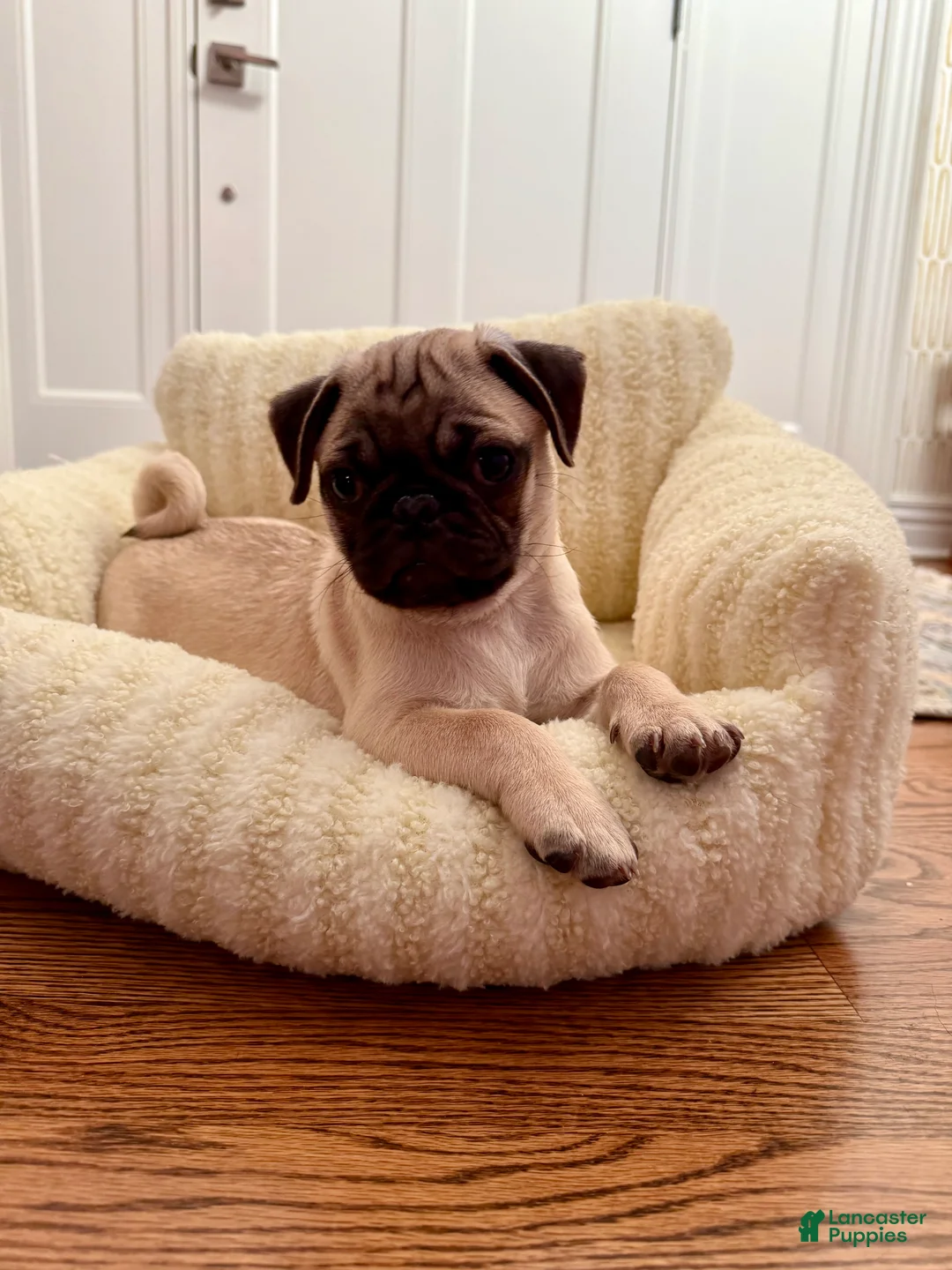 Pug dogs for sale: Pug Puppy 1 - Ad 4