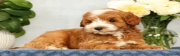 Mini Goldendoodle dogs for sale: Quenton - Ad 6