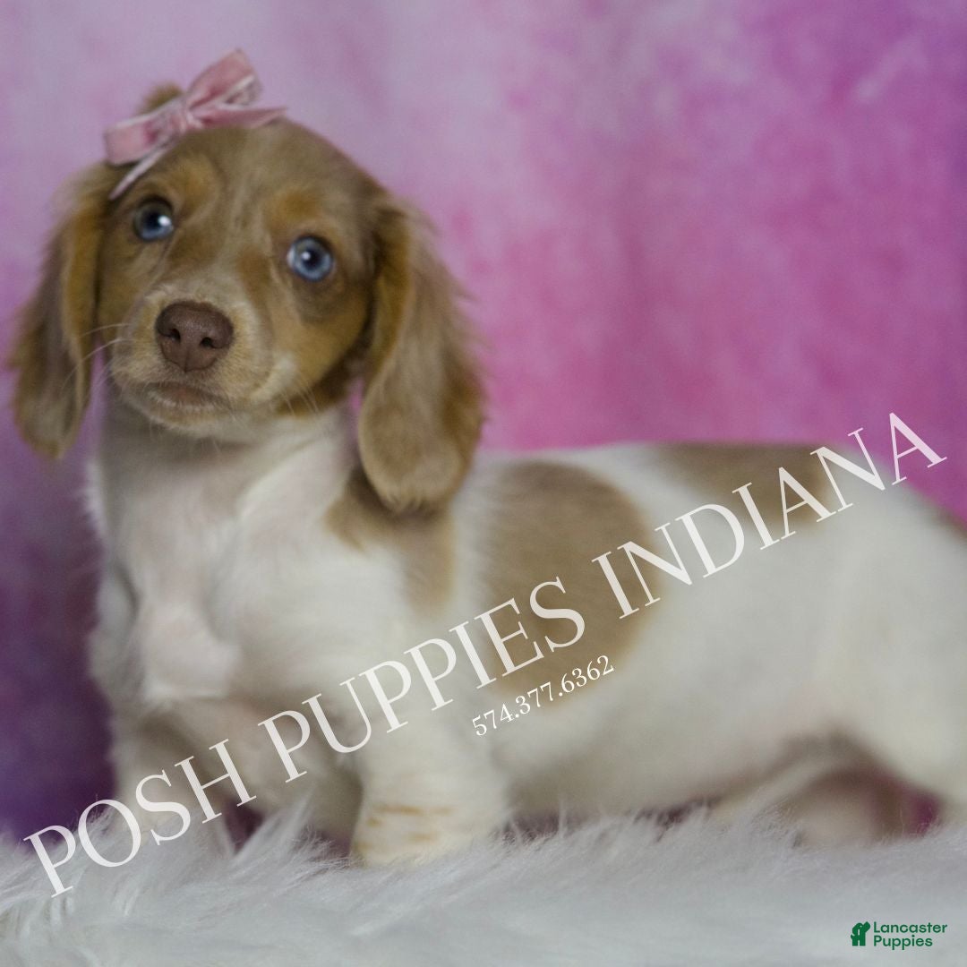 Miniature Dachshund dogs for sale: Amanda - Ad 5