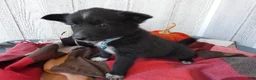Australian Cattle Dog dogs for sale: Australian Cattle Dog 1 Tommy - Ad 4