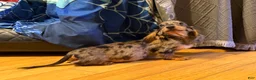 Miniature Dachshund dogs for sale: AKC Russian- Pra clear sale - Ad 28