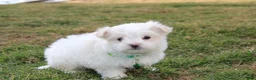 Maltese dogs for sale: Benny  - Ad 3