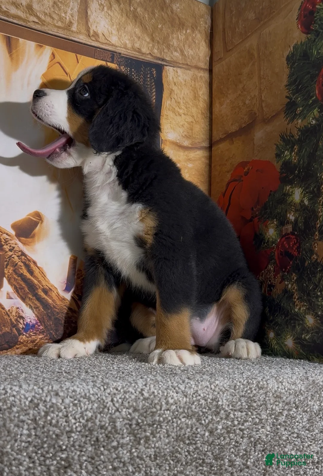 Bernese Mountain Dog dogs for sale: Haddasah  - Ad 9