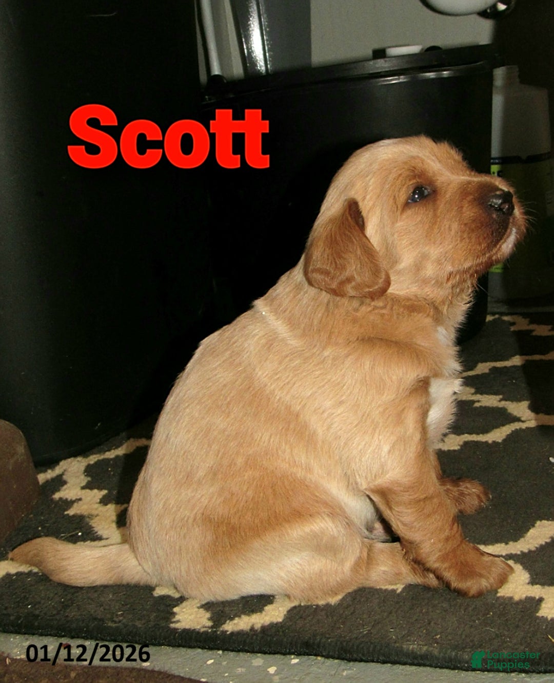 Labradoodle dogs for sale: Scott - Ad 3