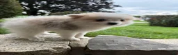 Pomeranian dogs for sale: Rachelle - Ad 22