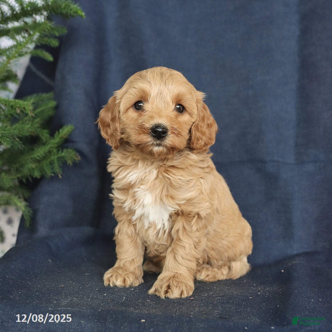 Cockapoo dogs for sale: Chocolate - Ad 1