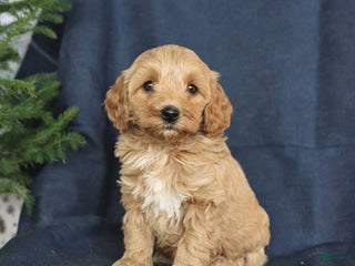 Cockapoo dogs Chocolate - Ad 34