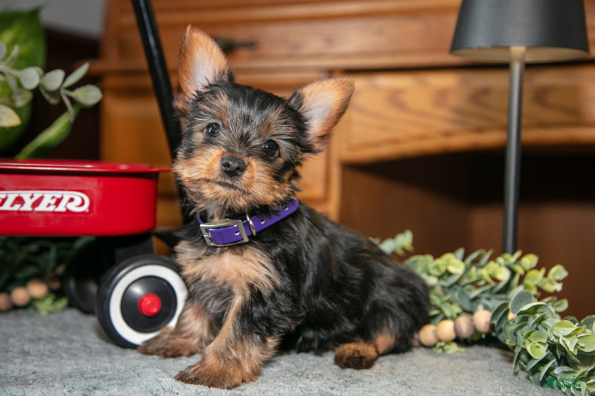 Yorkshire Terrier dogs for sale: Opal - Ad 4