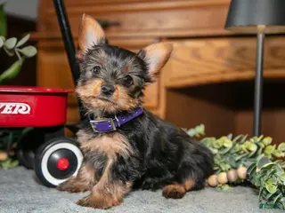 Yorkshire Terrier dogs for sale: Opal - Ad 4