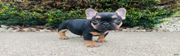 French Bulldog dogs for sale: Lucy  - Ad 4