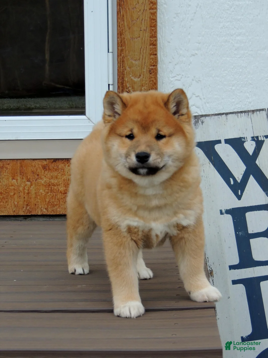 Shiba Inu dogs for sale: DAKOTA - Ad 7
