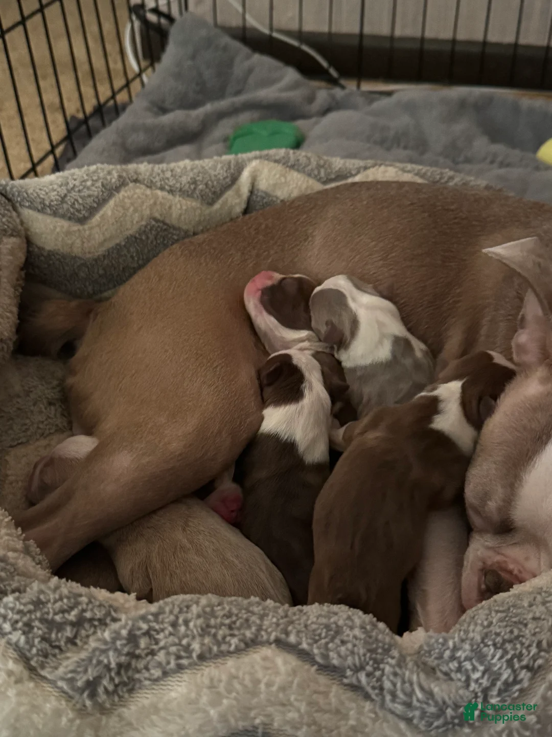 Boston Terrier dogs for sale: Theodore  - Ad 2