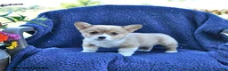Welsh Corgi Pembroke dogs for sale: Archie - Ad 3