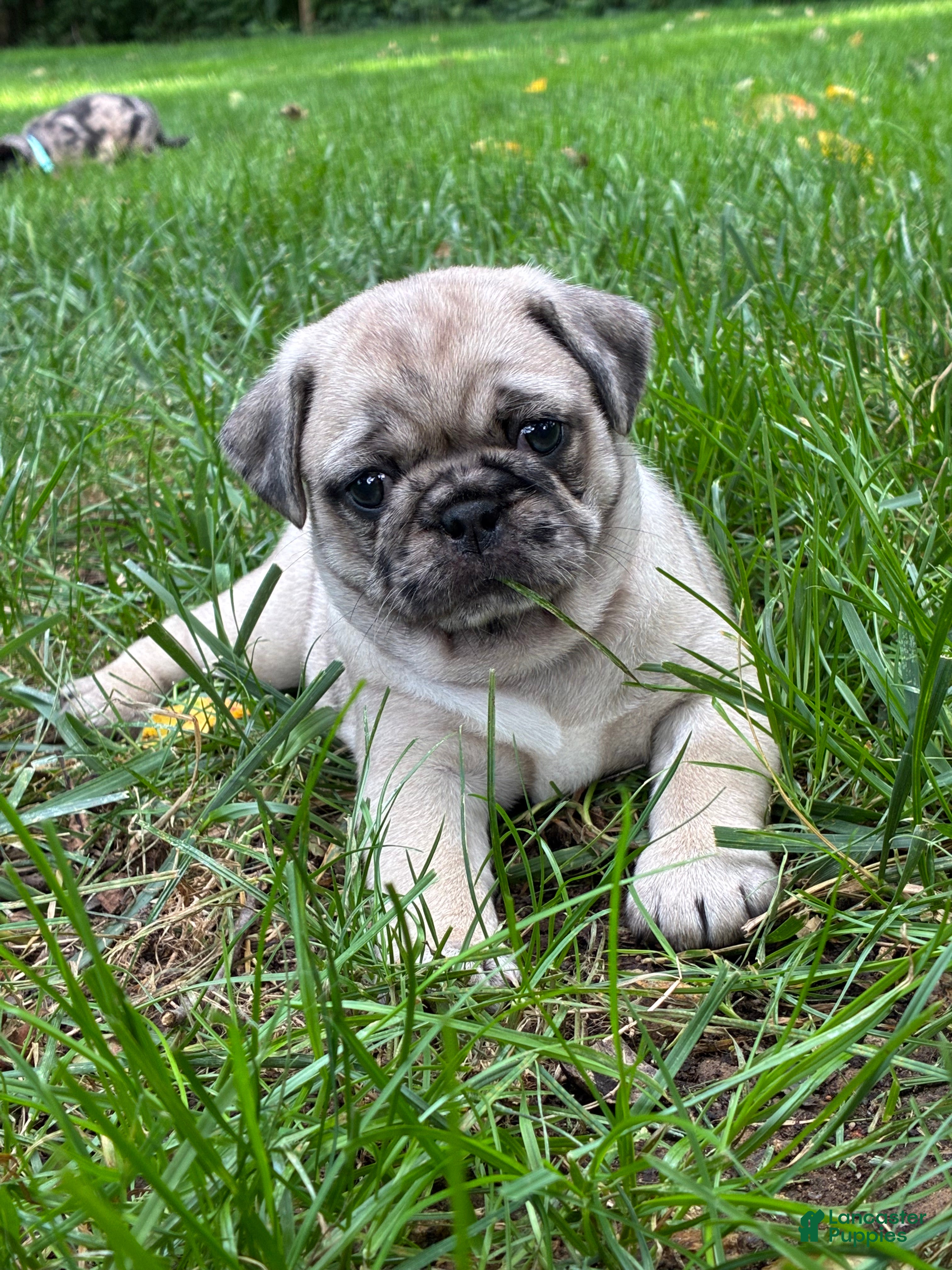 Pug dogs Addie - Ad 1