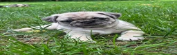 Pug dogs for sale: Addie - Ad 1