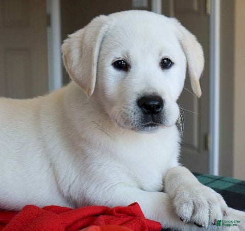 Labrador Retriever dogs Maverick - Champ lines - Ad 2