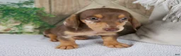 Miniature Dachshund dogs for sale: Bluey - Ad 2