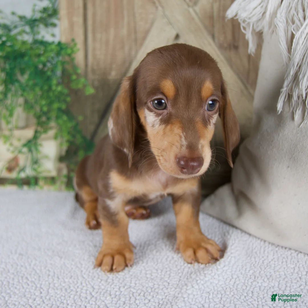 Miniature Dachshund dogs for sale: Bluey - Ad 2