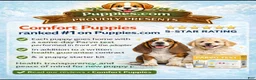 Mixed Breed dogs for sale: Mixed Breed 1 - Ad 2