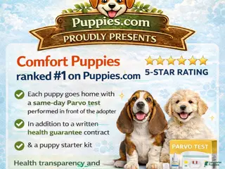 Mixed Breed dogs Mixed Breed 1 - Ad 2
