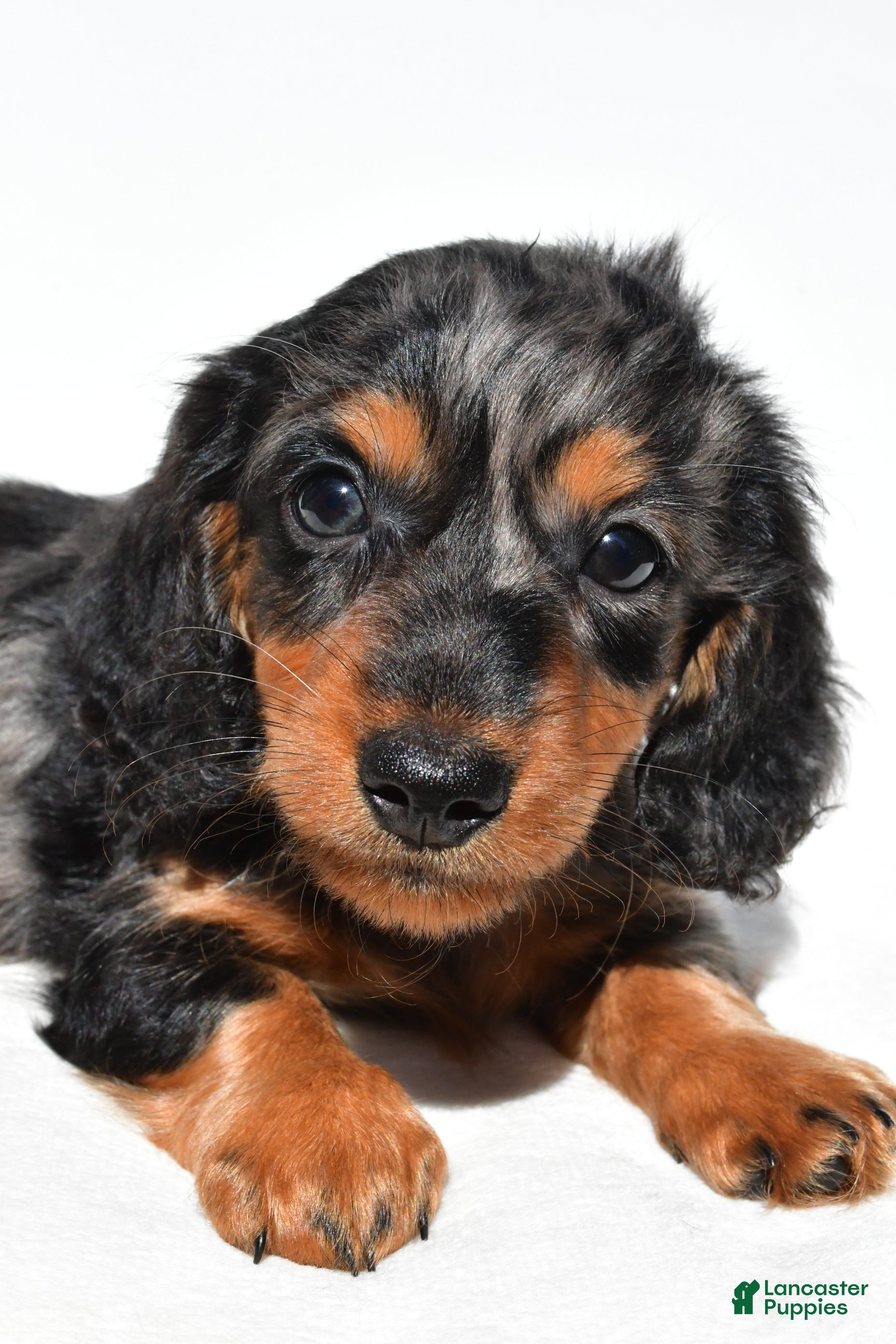 Dachshund dogs Theodore - Ad 2