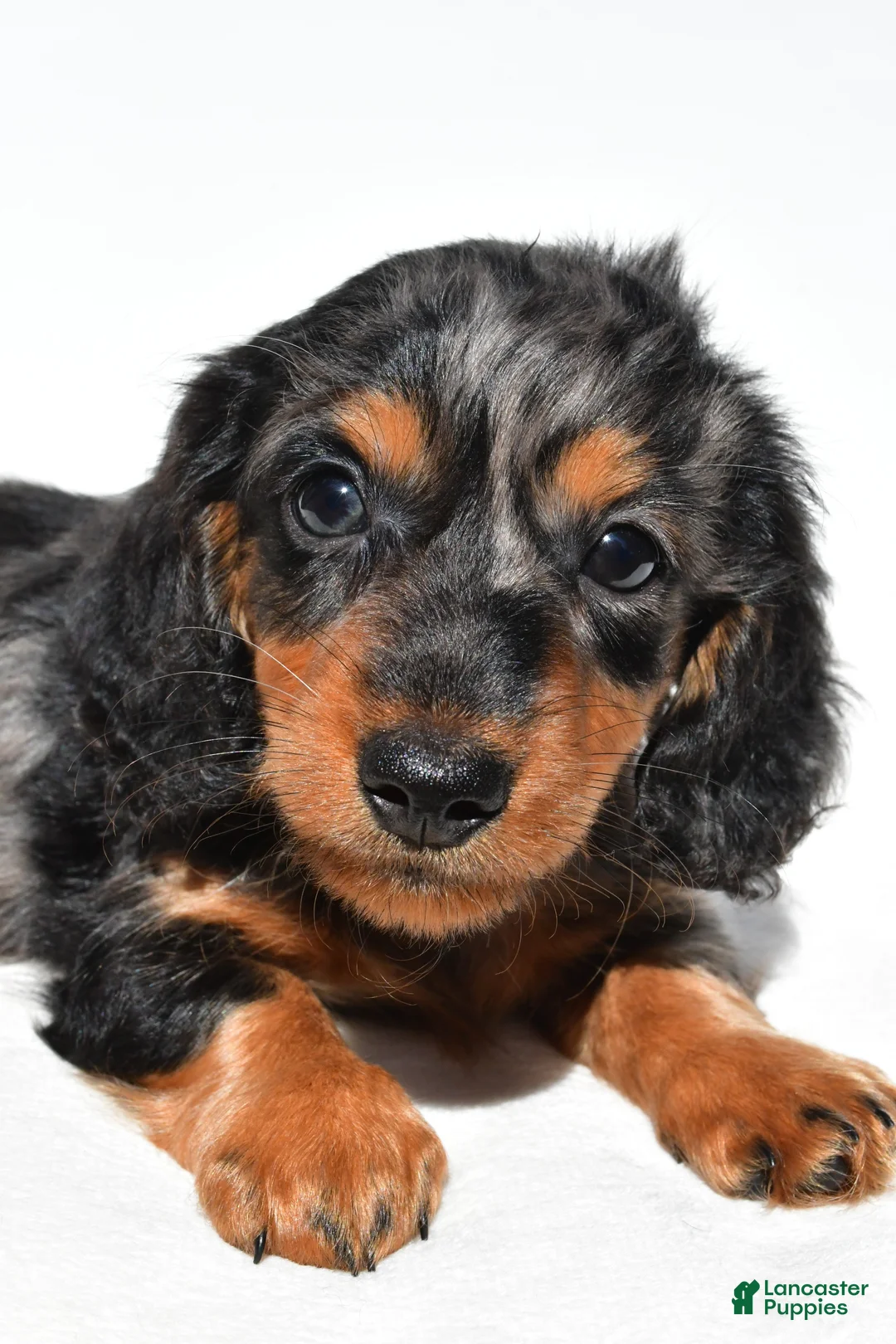 Dachshund dogs for sale: Theodore - Ad 2