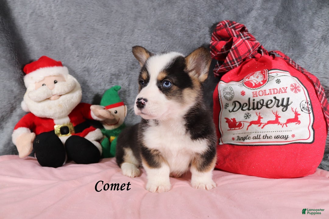 Welsh Corgi Pembroke dogs for sale: Comet - Ad 4