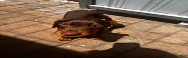 Doberman Pinscher Puppy 2