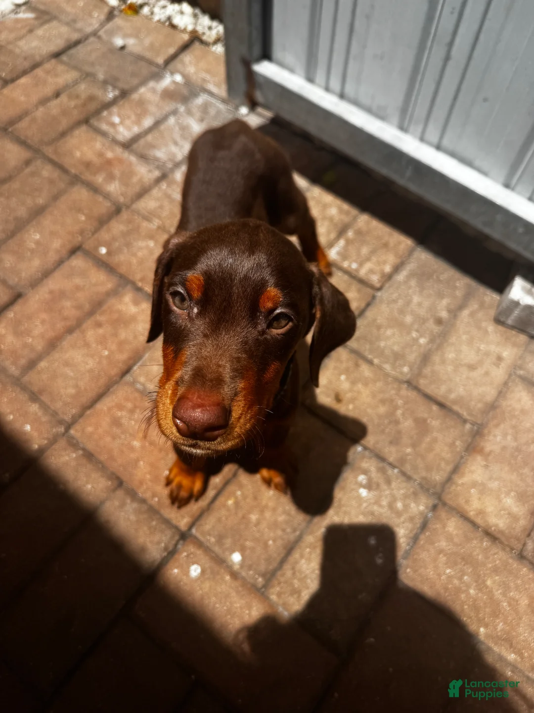 Doberman Pinscher dogs for sale: Doberman Pinscher Puppy 2 - Ad 1