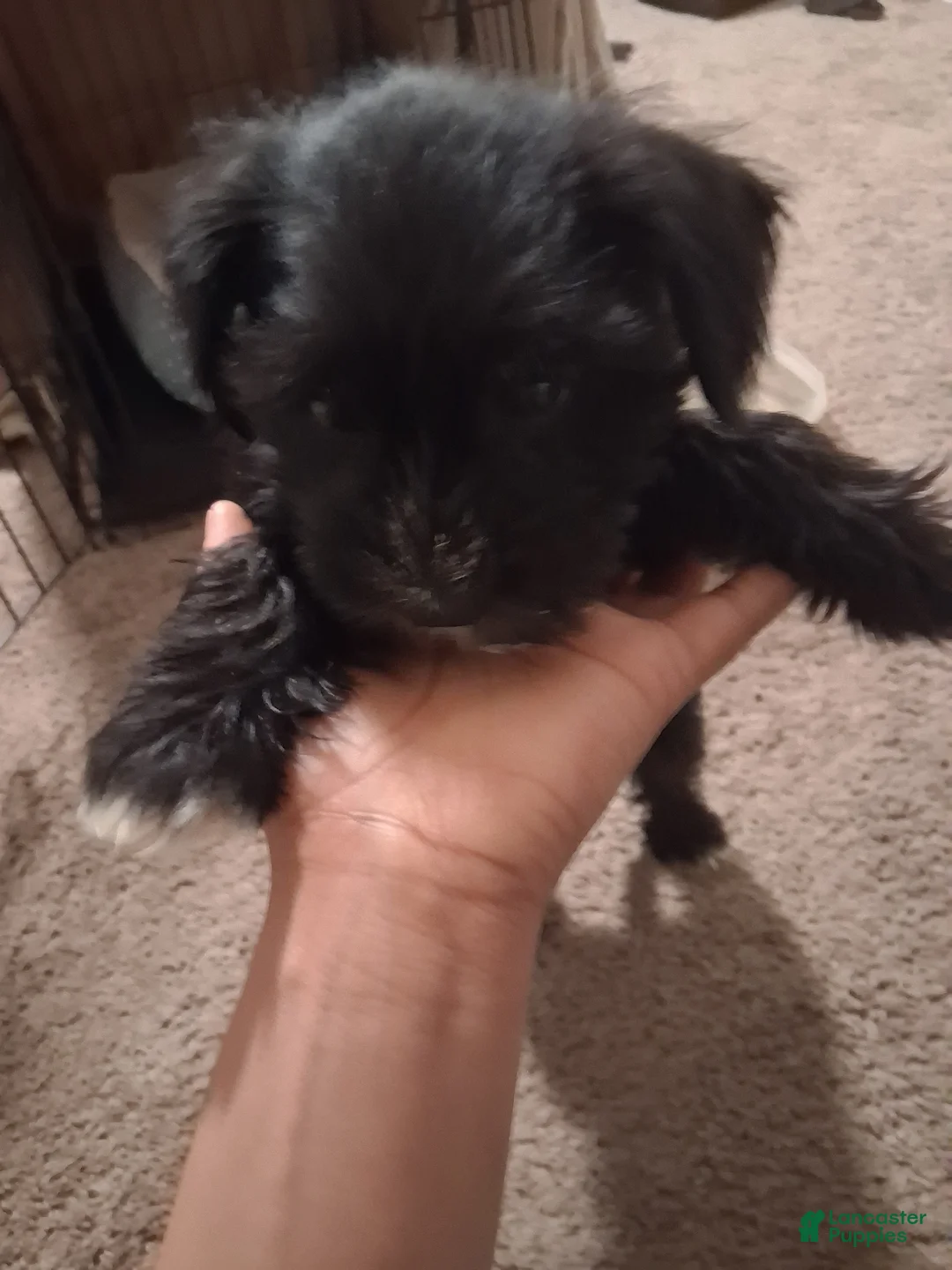 Miniature Schnauzer dogs for sale: Miniature Schnauzer Puppy 1 - Ad 2