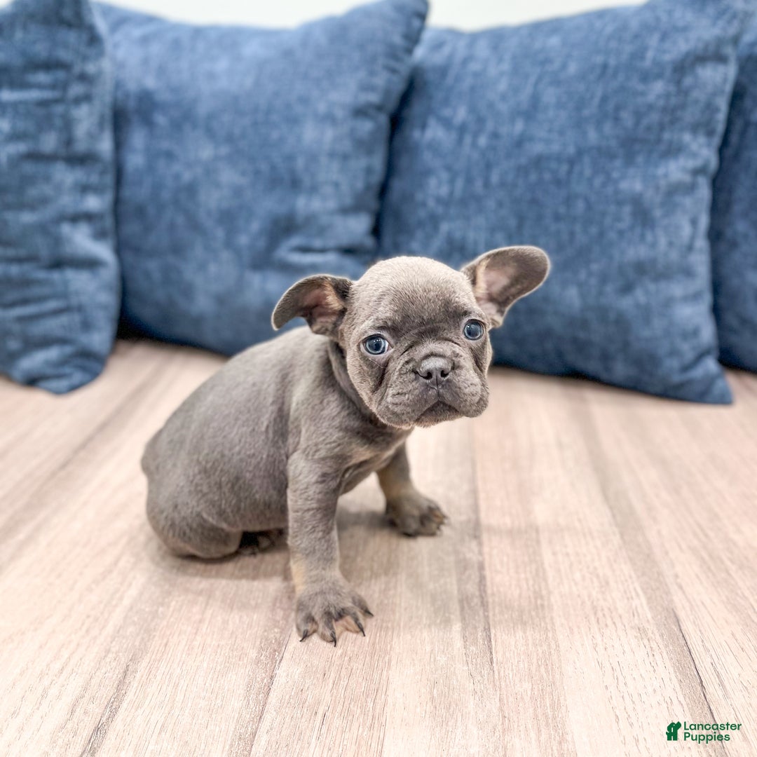 Mixed Breed dogs for sale: Denali - Ad 6