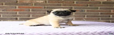 Wilbur