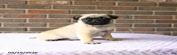 Pug dogs for sale: Wilbur - Ad 1