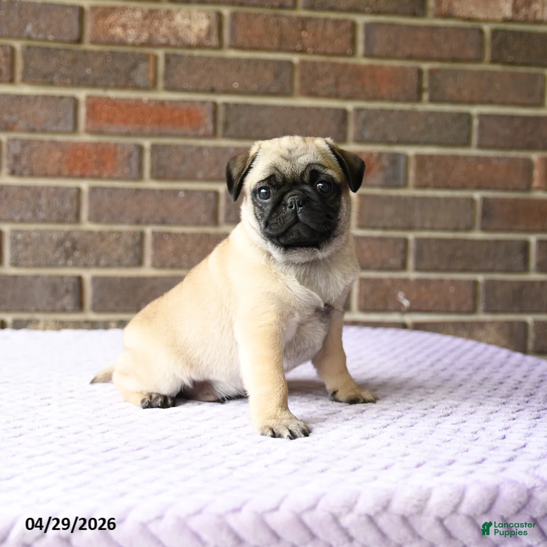 Pug dogs for sale: Wilbur - Ad 1