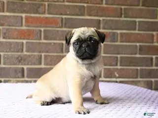 Pug dogs for sale: Wilbur - Ad 1