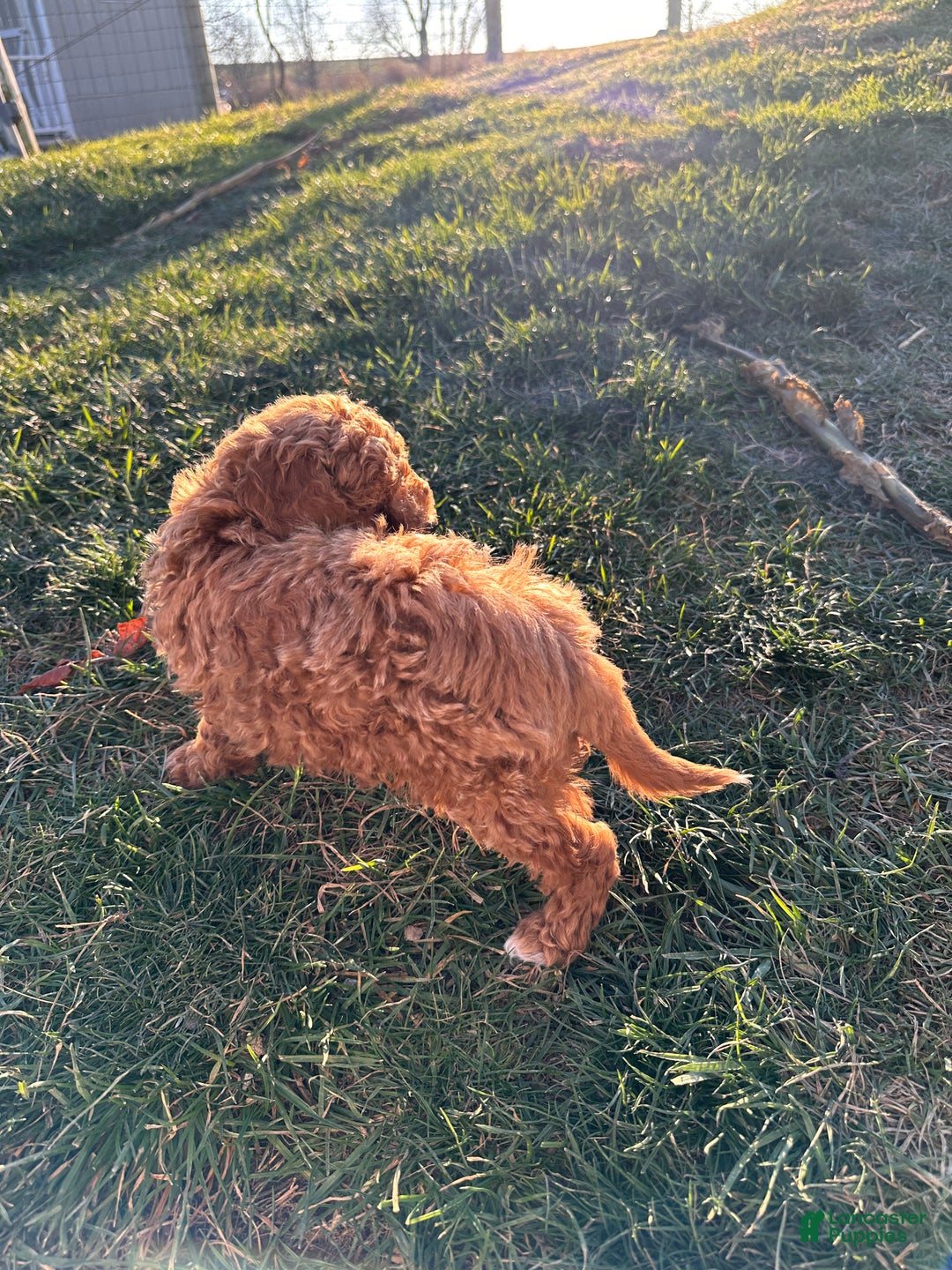 Toy Poodle dogs for sale: Coco- AKC POTTY TRAINED - Ad 14