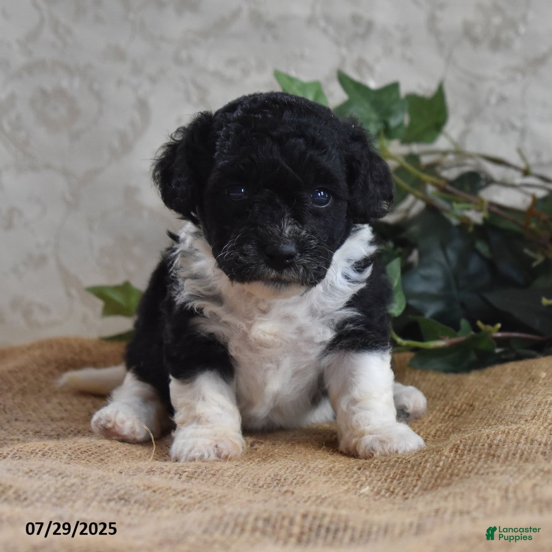 Cavapoo dogs for sale: Alisha - Ad 7