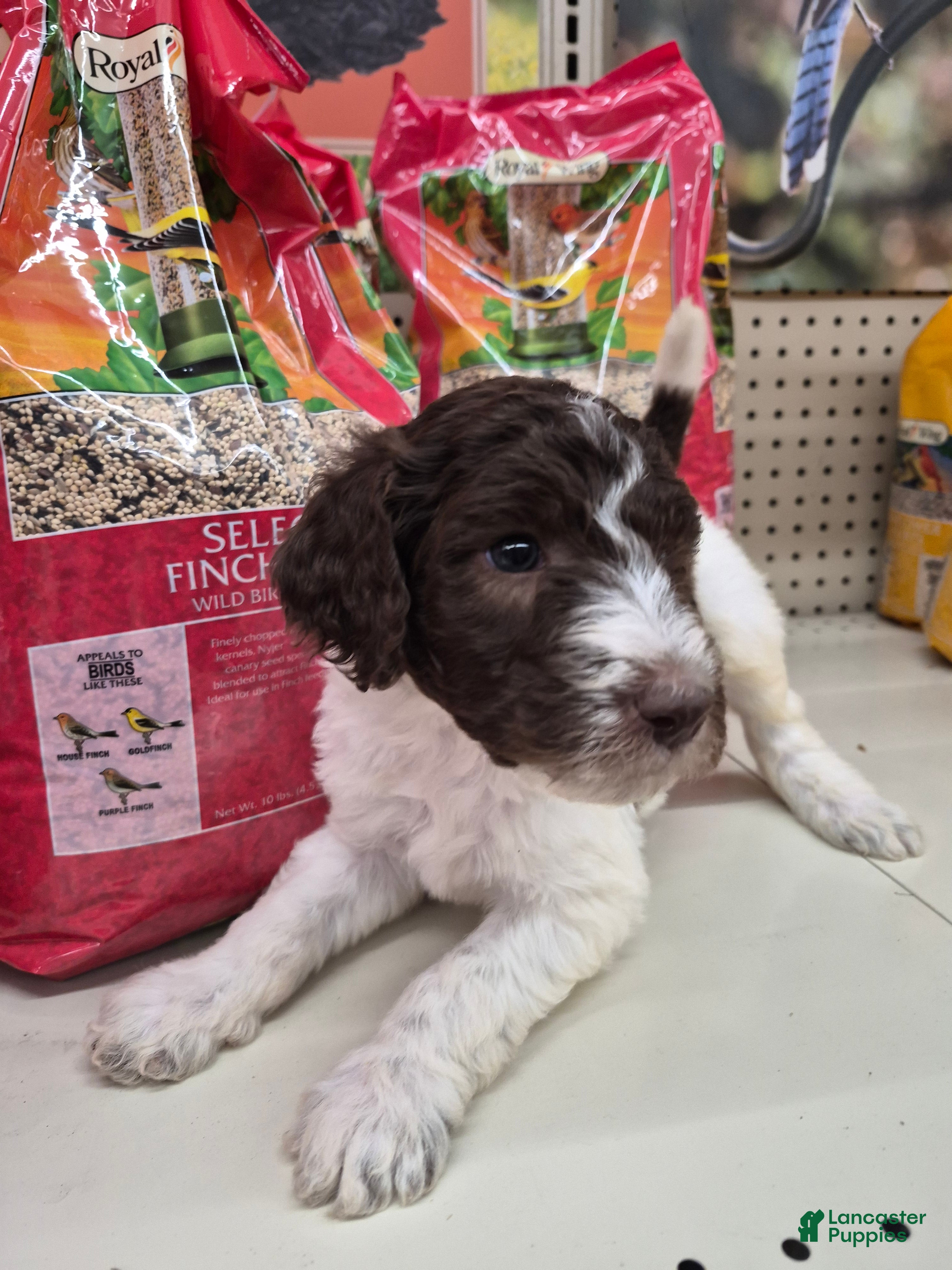 Labradoodle dogs Goji - Ad 17