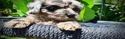 Havapoo dogs for sale: Indy - Ad 3