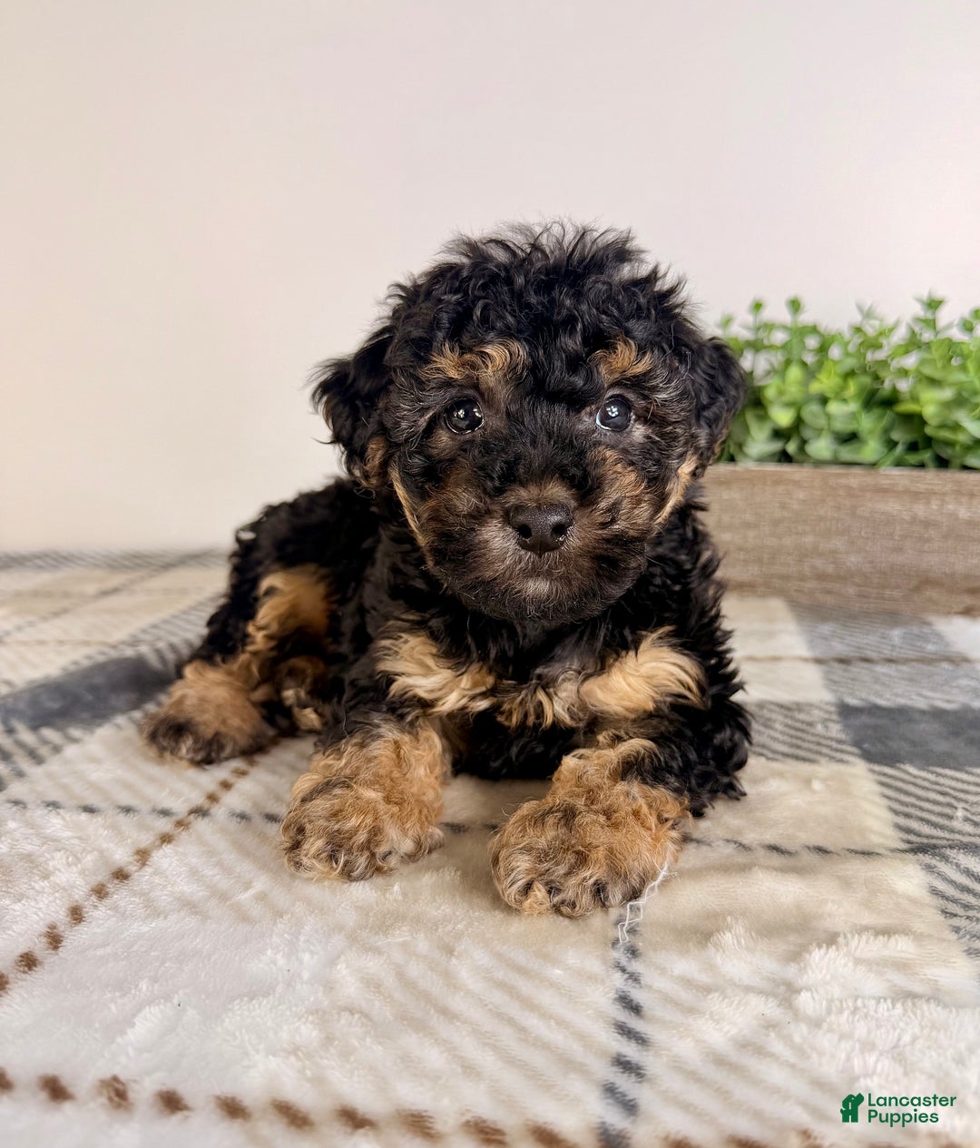 Yorkiepoo dogs for sale: Theodore - Ad 5