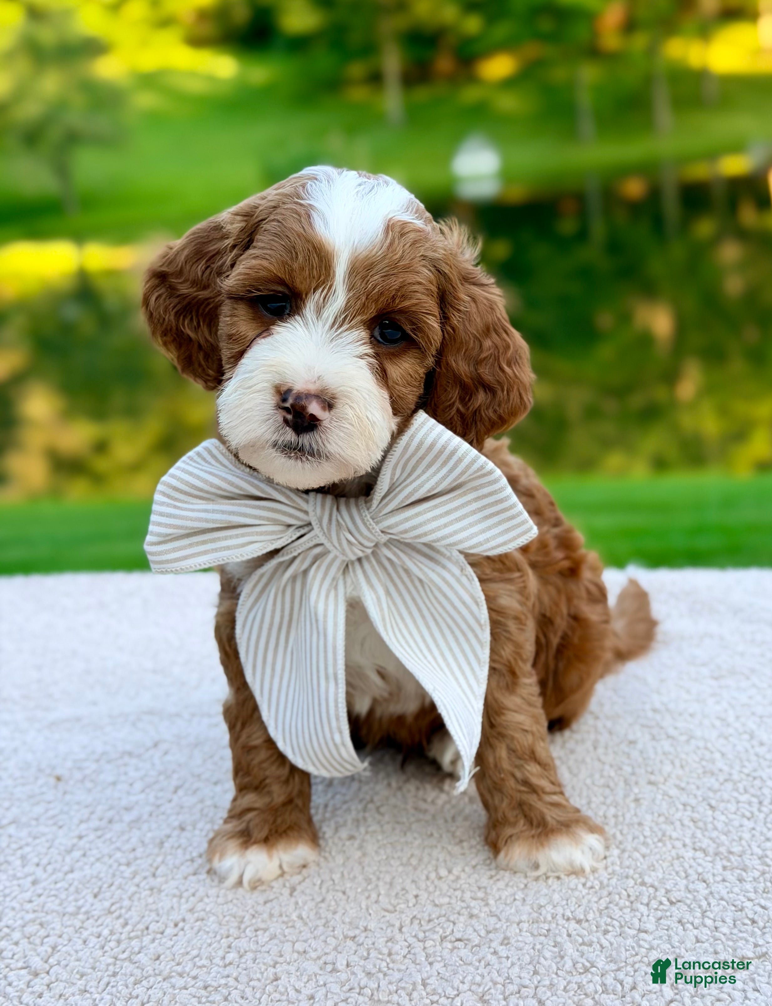 Mini Goldendoodle dogs Cannoli-petite  - Ad 1