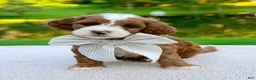 Mini Goldendoodle dogs for sale: Cannoli-petite  - Ad 1